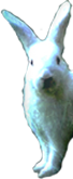 rabbit